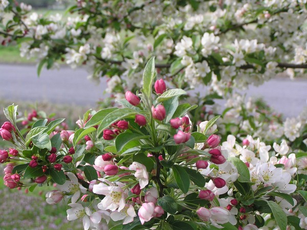 Spring time is amoung us