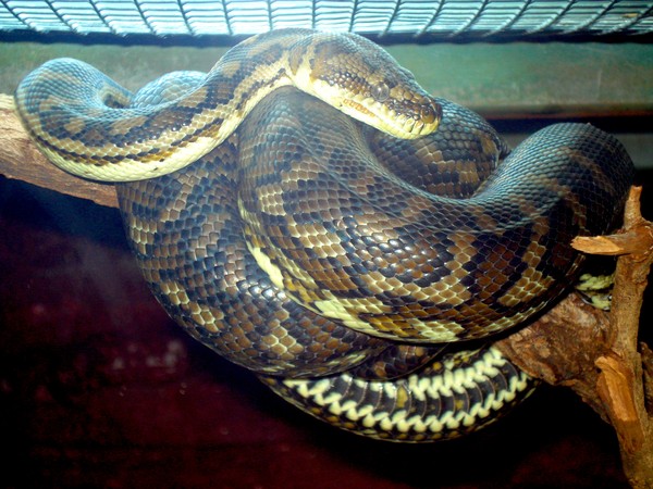 slither