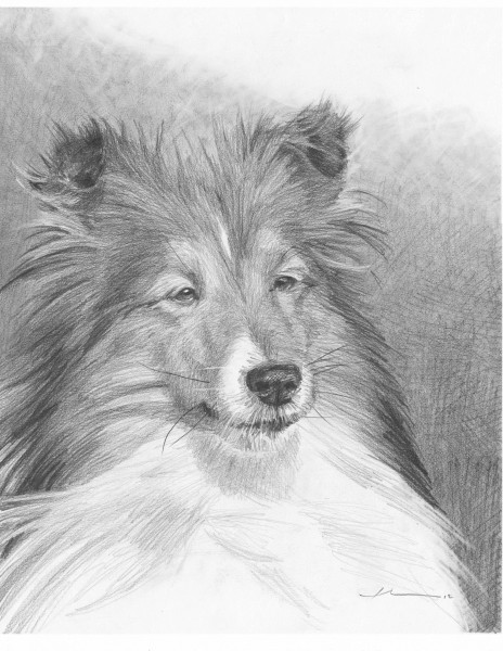 collie pencil portrait mike theuer
