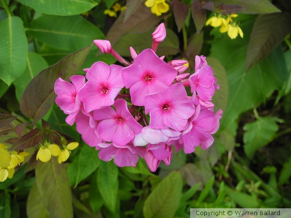 Little beauties 7/2/2012