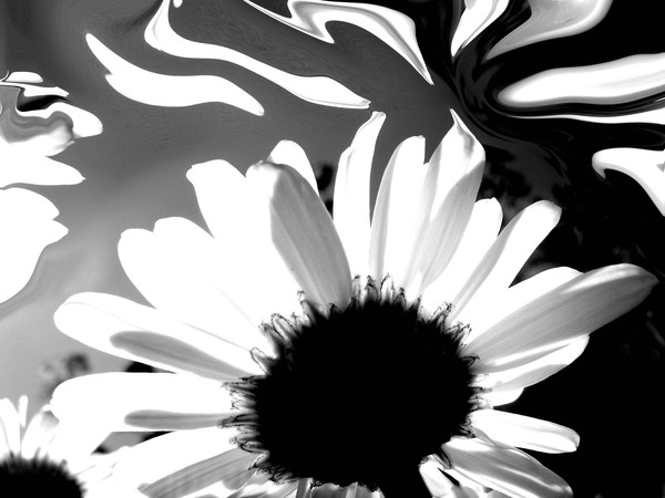 Daisy dreamer