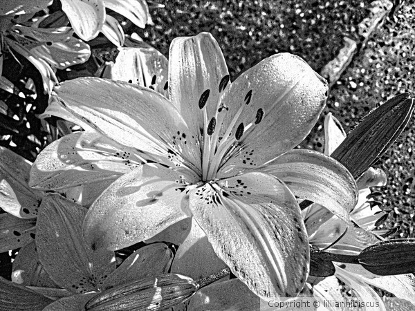 Lily BW