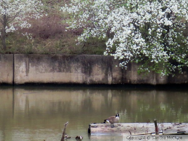 Allure of Spring