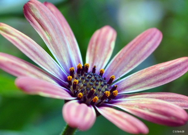 Flower in the Evening Sun