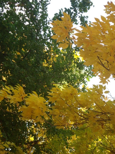 Automn leaves