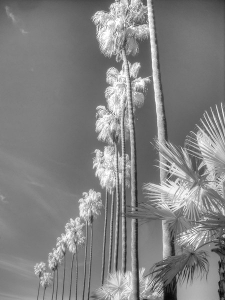 Infrared Palm Trees
