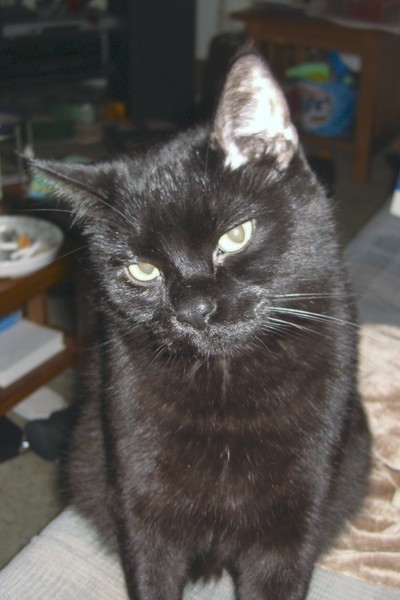 My Cat Showing Me Sassy