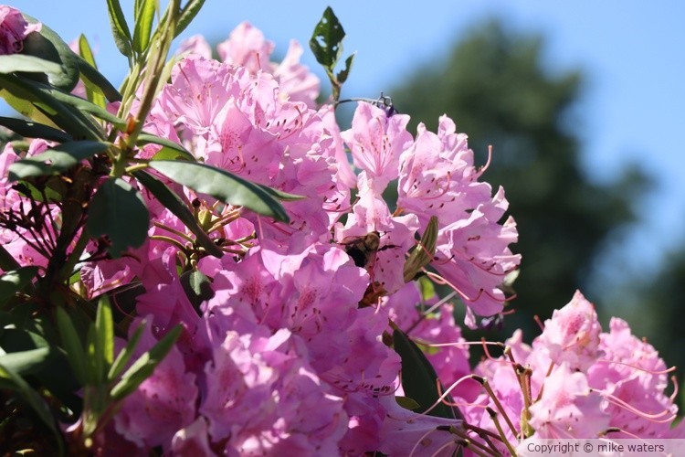 pink flowers