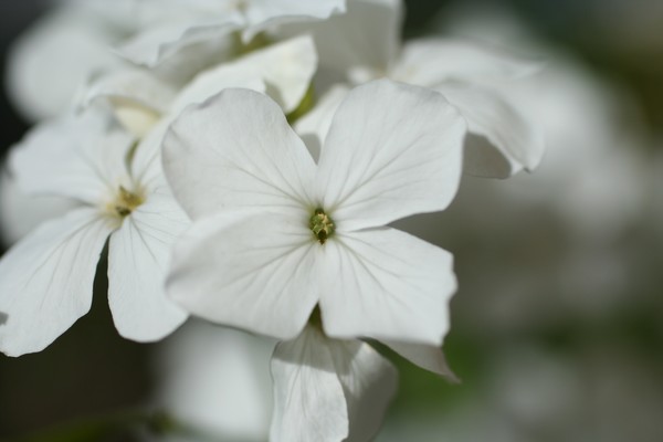 White flower