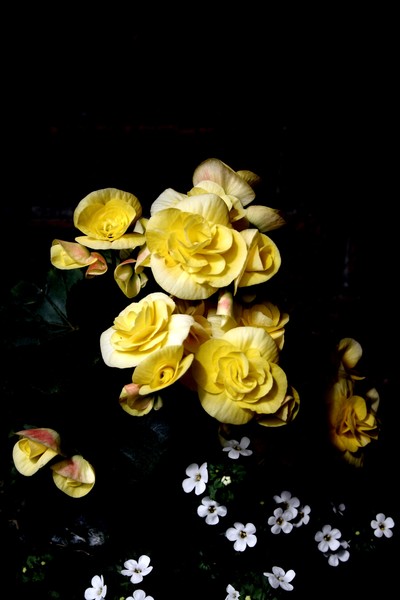 Begonia