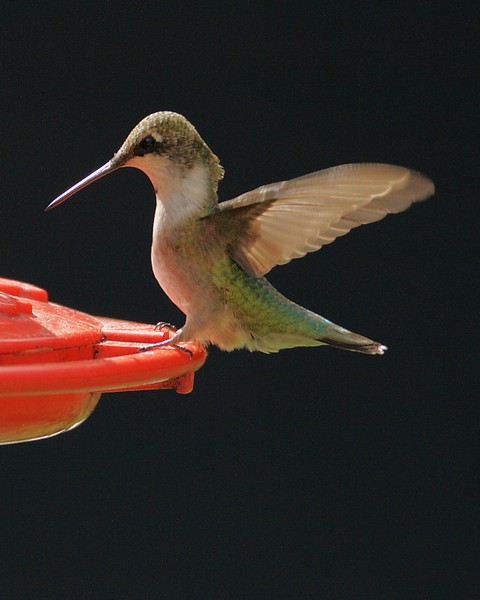 Hummer Portrait
