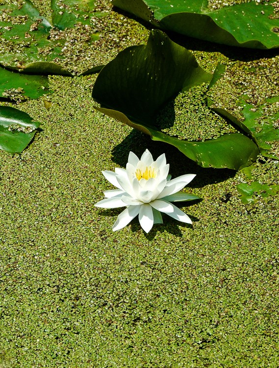 Water Lily