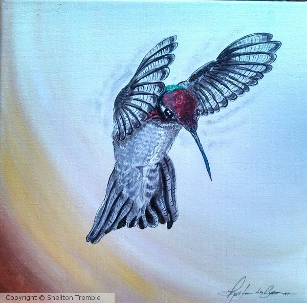 Hovering Hummingbird4
