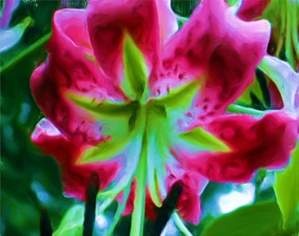 Stargazer