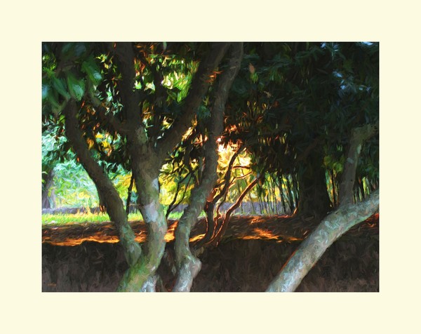 Orchard Sunset