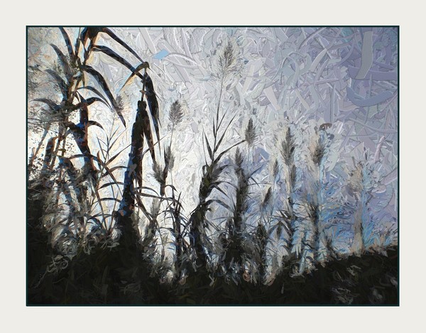 Evening Grass