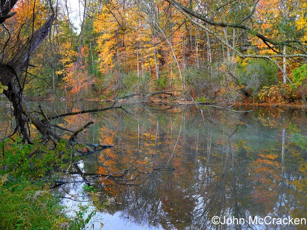 Trees and Water