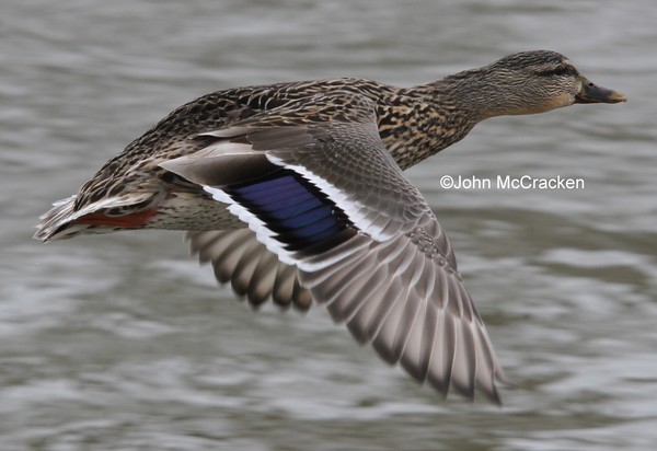 Female Mallard in flight.