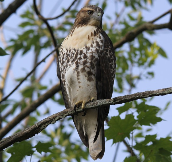 Perched Juvenile Red Tail Hawk