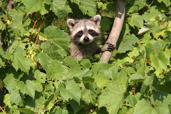 Curious Raccoon.