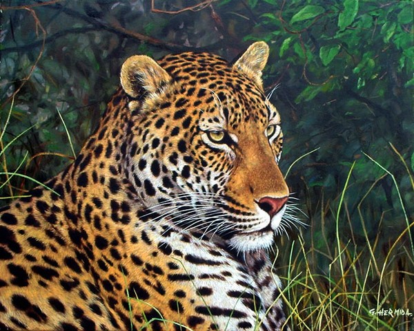 Leopard