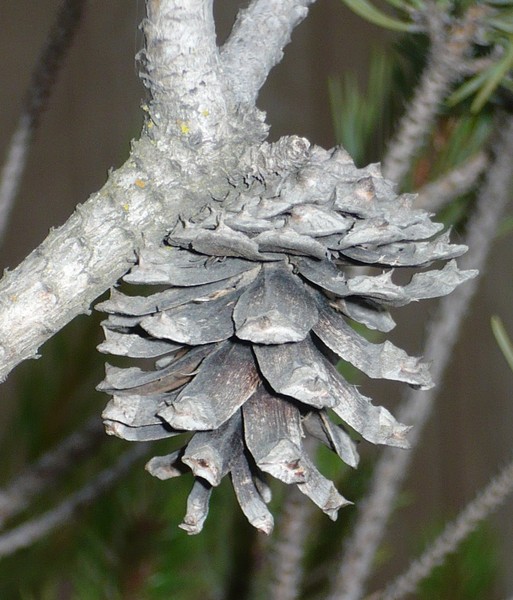 pinecone