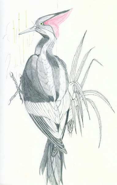 Evil Pecker