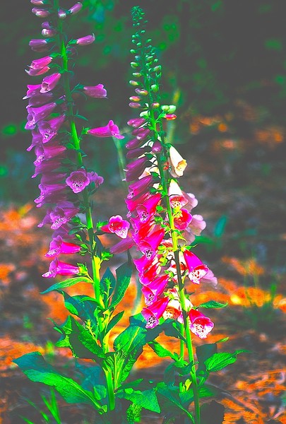 COLORFUL WILD FLOWER (species unknown)