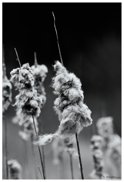 Cat Tails