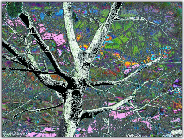 Tree In The Dark XXIX