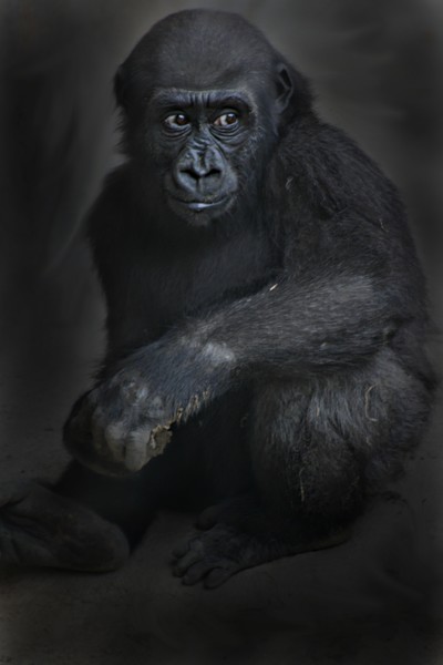 guilty gorilla
