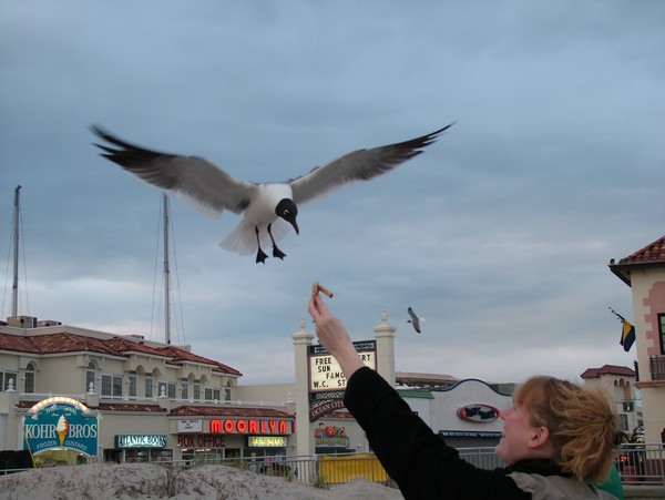 Hovering Gull