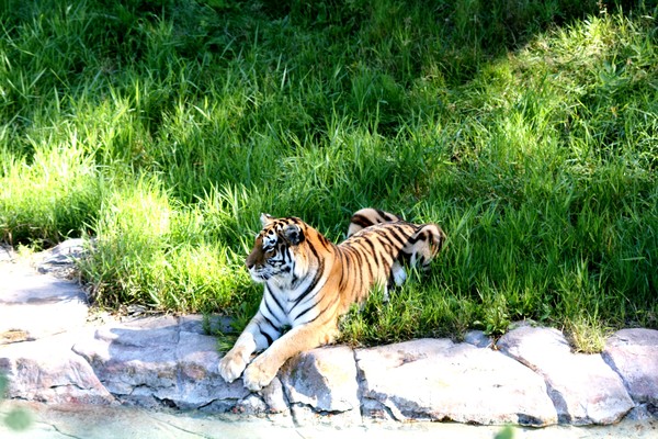 tiger-minnesota zoo