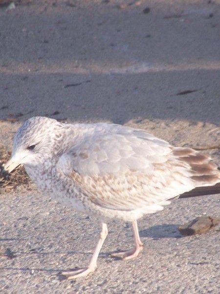 seagul