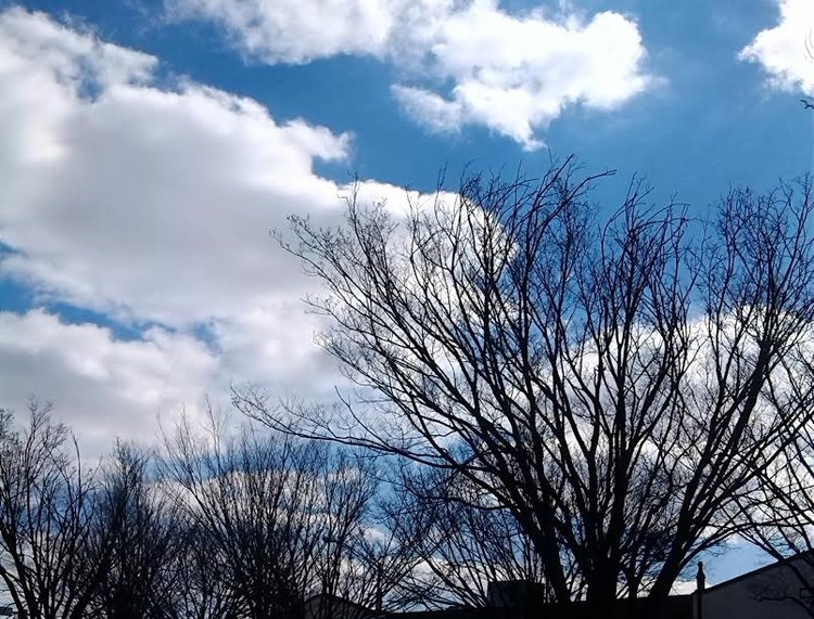 Sky And Trees 