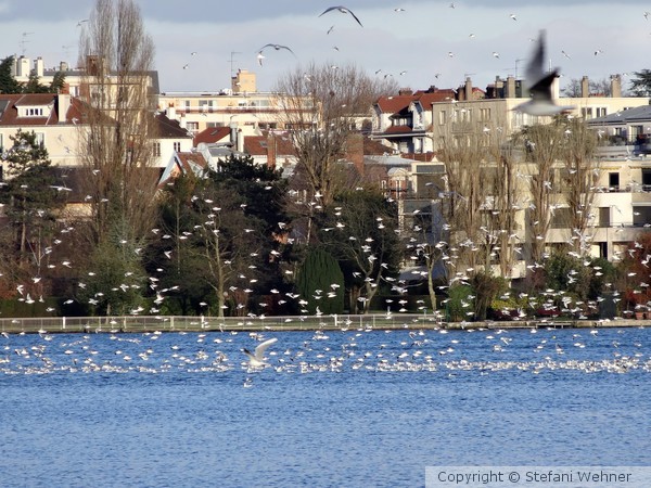 Seagulls in the city