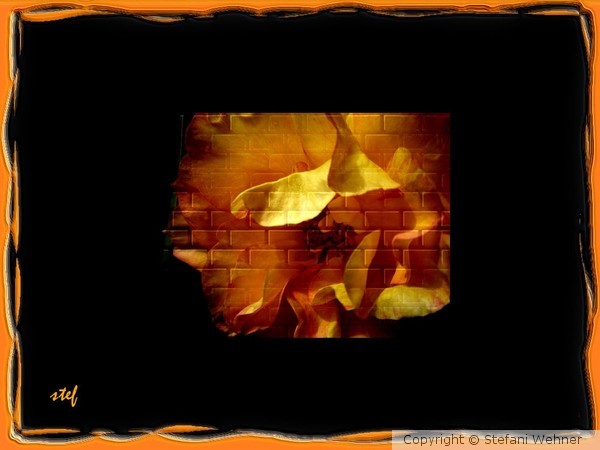 flaming beauty