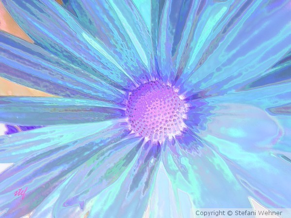 daisy blue