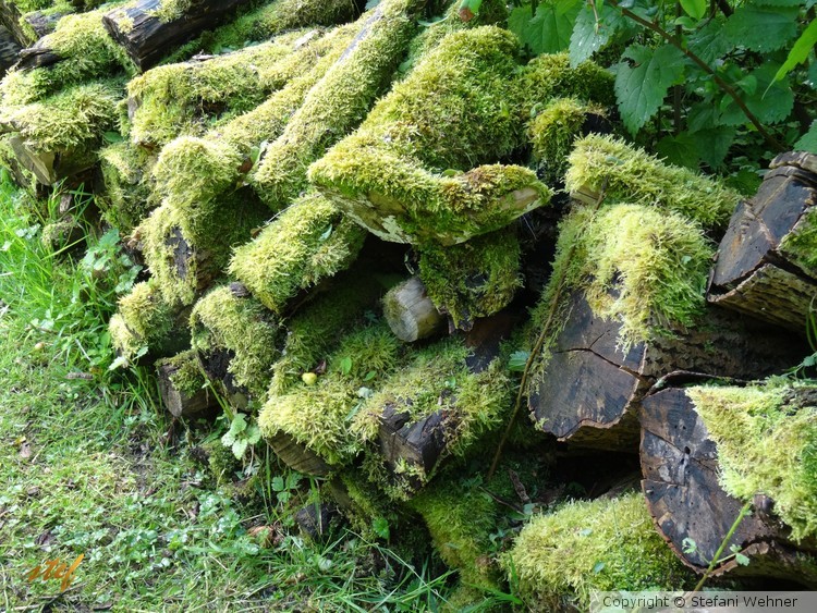 mossy