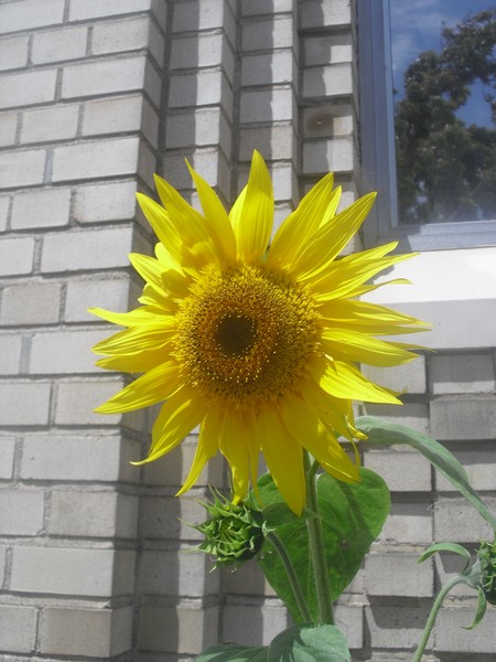 SUNNY 