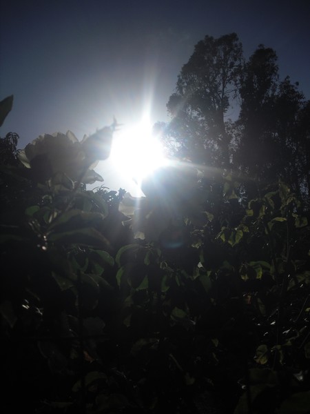 SunPower