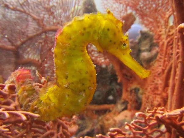 Sea Horse