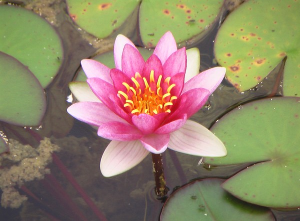 Water Lily