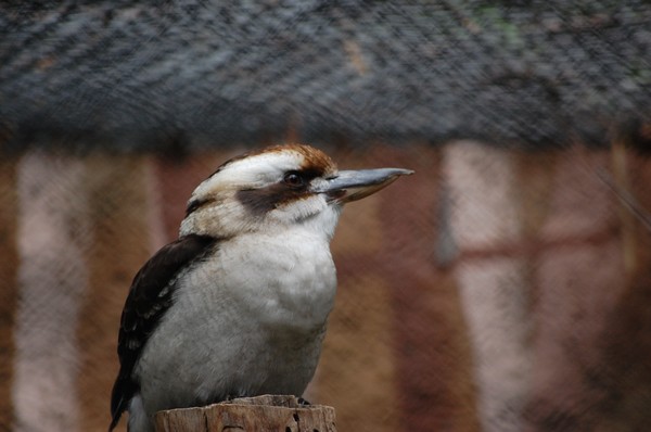 Kookabarra Kingfisher