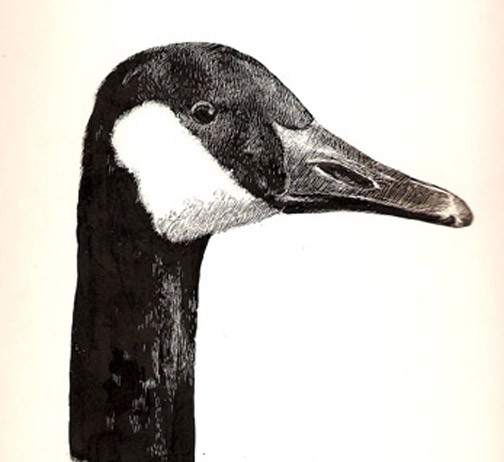 Canadian Goose