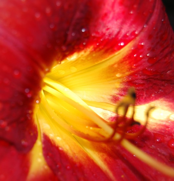 Red Tiger Lily