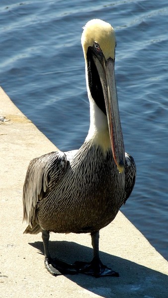 Pelican