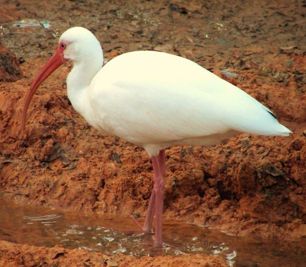 White Ibis