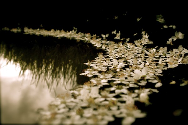 mirky flowers