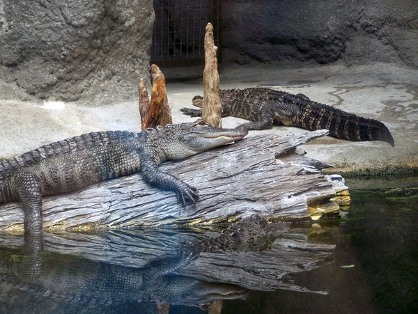 Gators Color